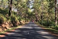 Check-in liền tay top 3 rừng thông Đà Lạt lên hình xinh lung linh Check-in liền tay top 3 rừng thông Đà Lạt lên hình xinh lung linh